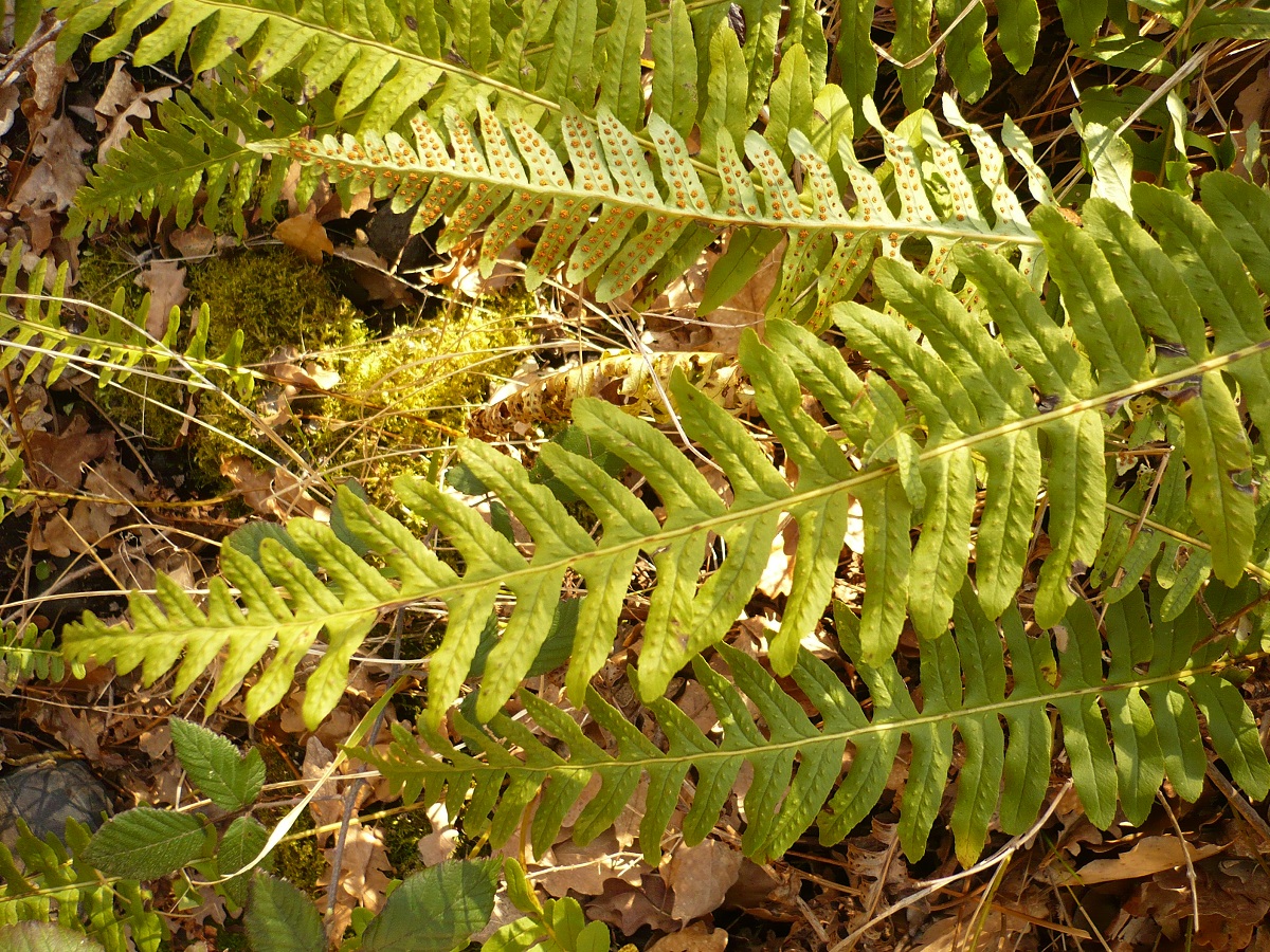 Polypodium x mantoniae (Polypodiaceae)